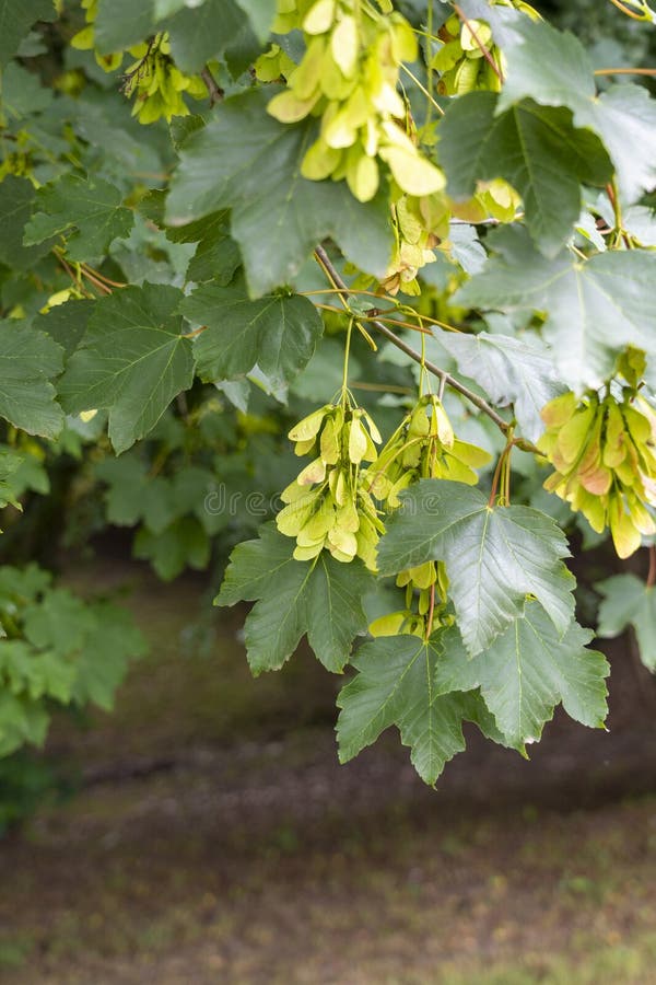 Acer Pseudoplatanus 10 Seeds Seeds Maple Montano Maple of Monte 