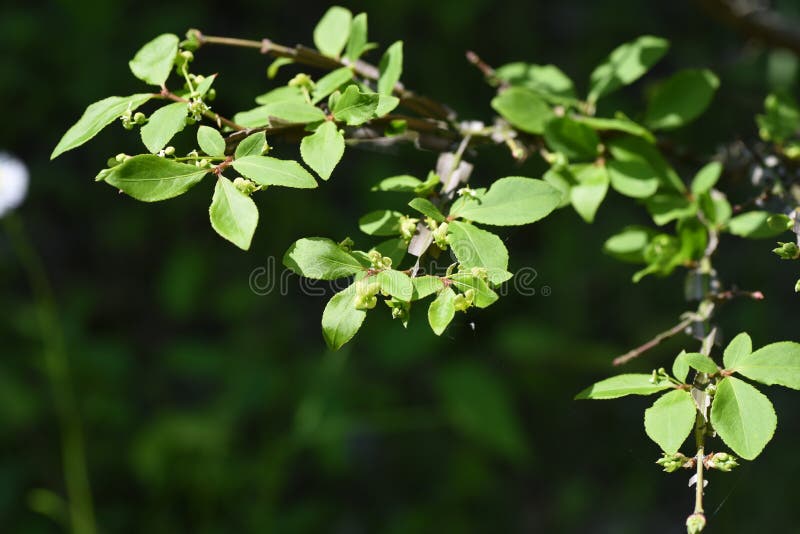 Winged Spindle Tree Flowers Stock Image Image of botany, nature