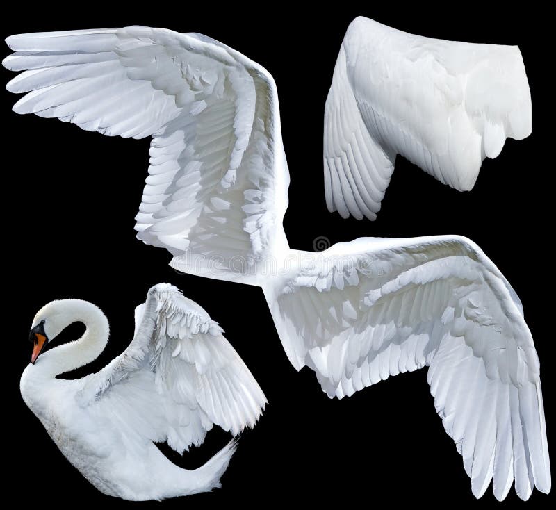174 White Swan Angelic Stock Photos - Free & Royalty-Free Stock
