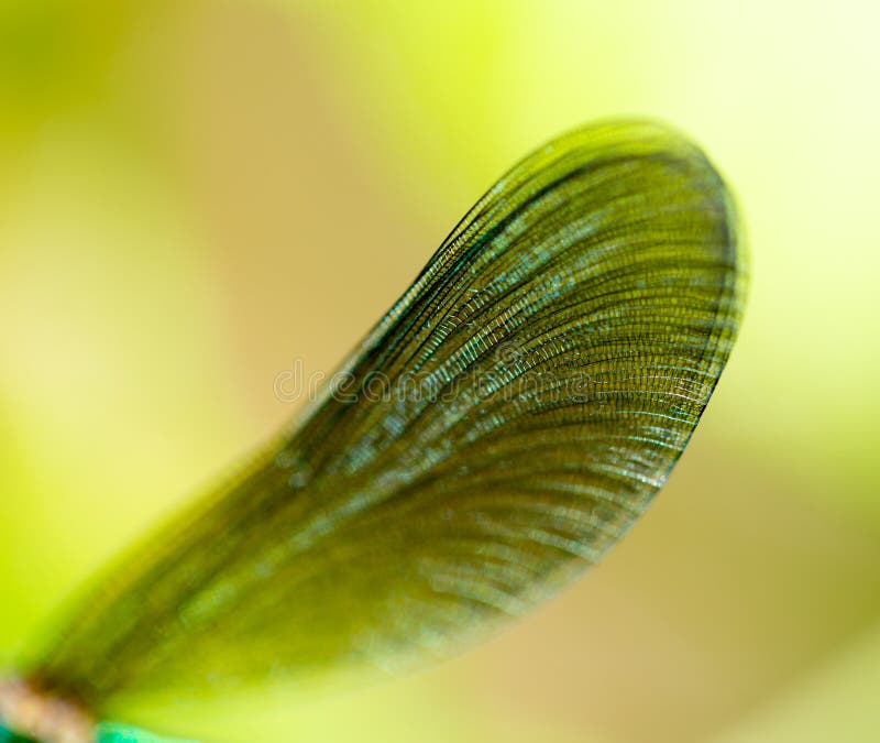 Wings of a Dragonfly in Nature Stock Image Image of insect, beauty