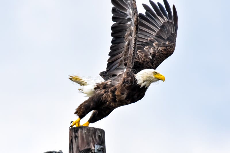 American Bald Eagle stock images American Bald Eagle stock images