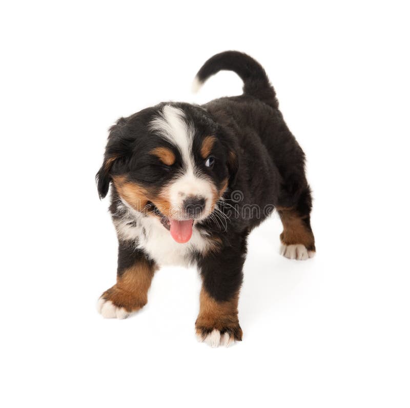 Winking dog. Little Bernese mountain dog winking with his eye stock photography Winking dog. Little Bernese mountain dog winking with his eye stock photography