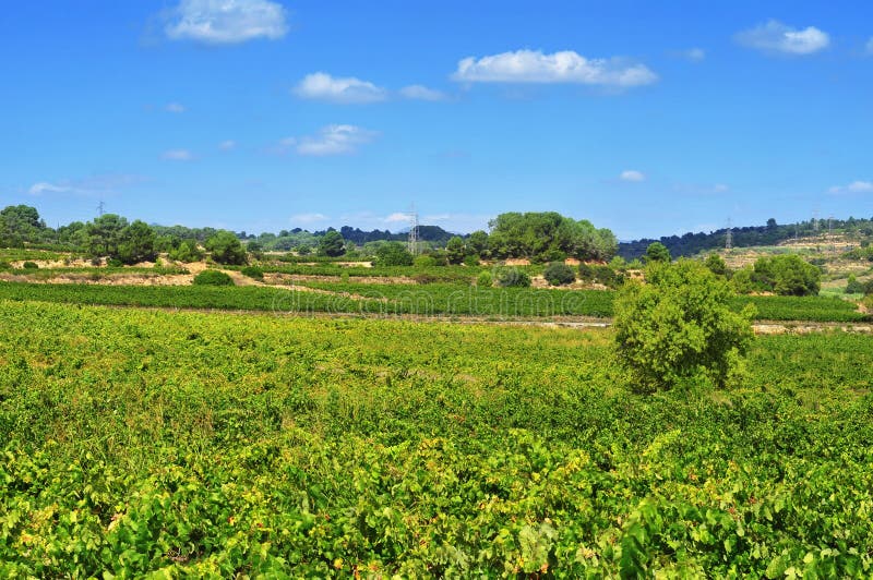 Winnica w Tarragona, Catalonia, Hiszpania