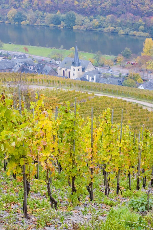 winnice w pobliżu Pommern, Rheinland Pfalz, Niemcy