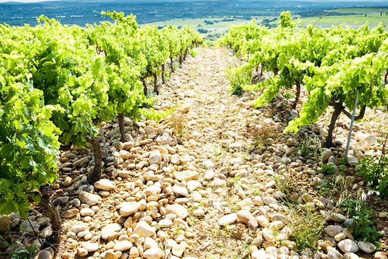 winnicy zbliżają du, Provence, Francja