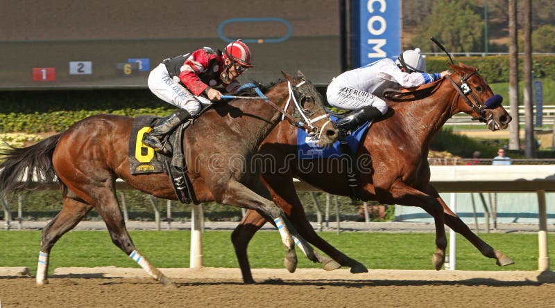 ARCADIA, CA - FEB 23: Thoroughbred jockey Joseph Talamo (white cap) and Buckingham Bull win an allowance race at historic Santa Anita Park on February 23, 2014 in Arcadia, CA. ARCADIA, CA - FEB 23: Thoroughbred jockey Joseph Talamo (white cap) and Buckingham Bull win an allowance race at historic Santa Anita Park on February 23, 2014 in Arcadia, CA.