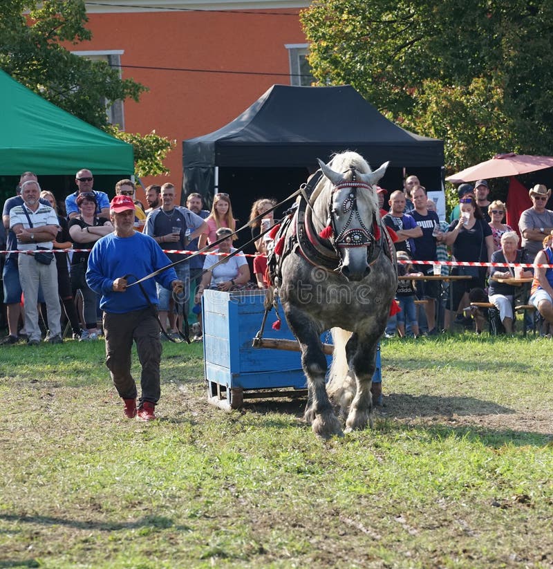 The Winning Horse of the Competition 9 Editorial Photography Image of