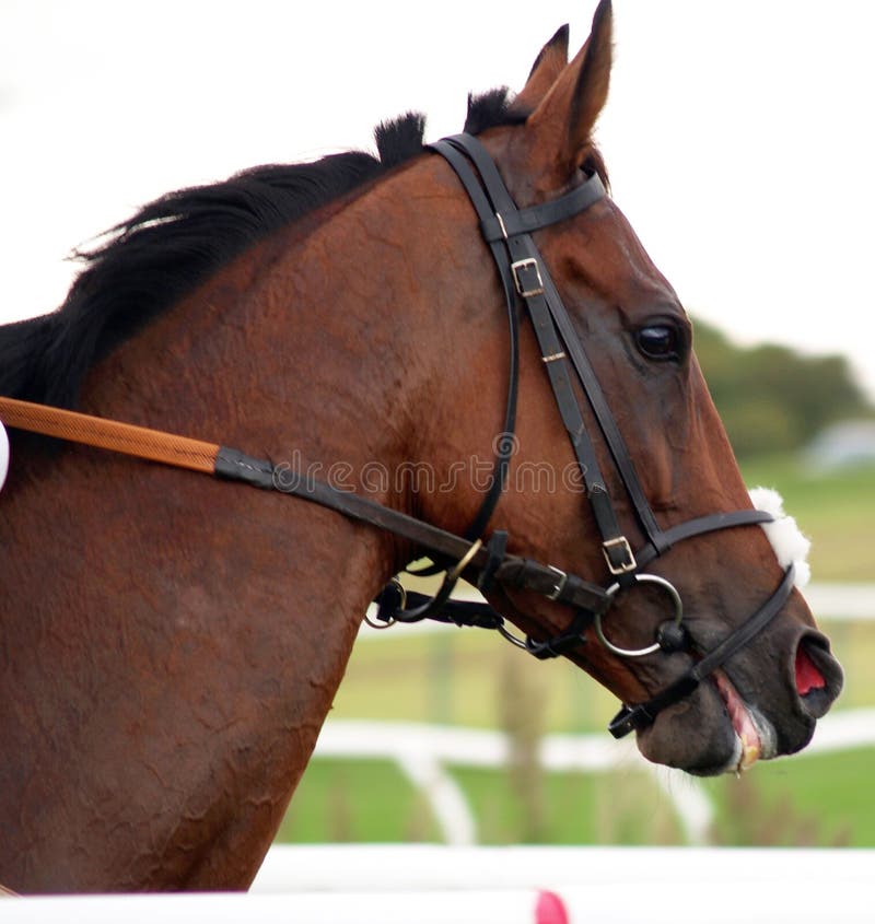 Winning the race beautiful horse good focus at speed