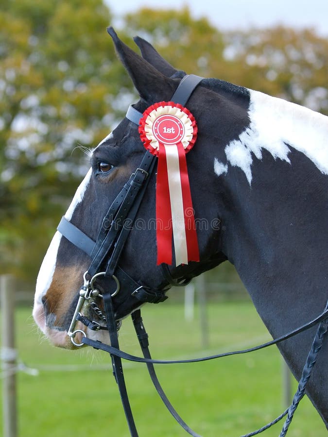Winning Show Horse royalty free stock photos Winning Show Horse royalty free stock photos