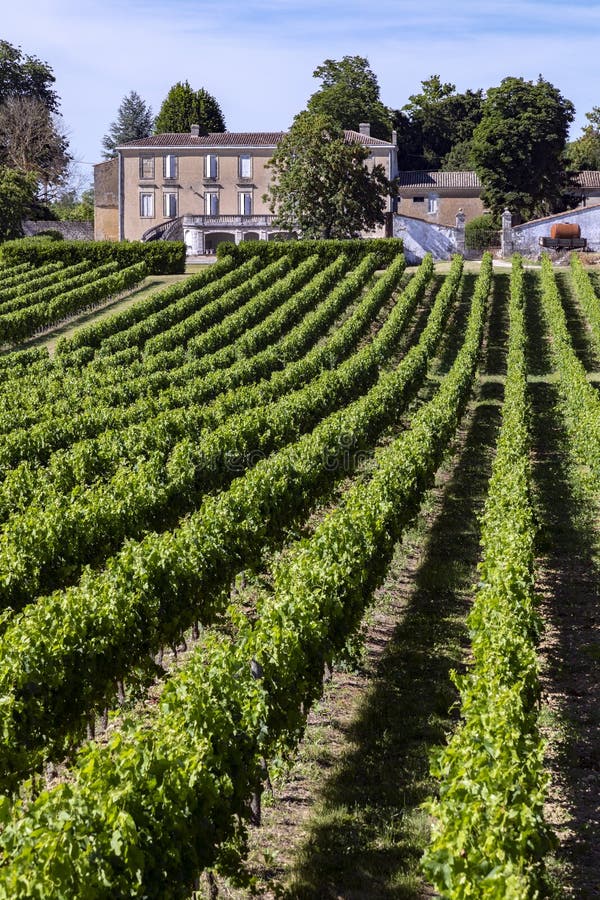 Wino produkcja - winnica w Dordogne, Francja - zdjęcia stock Wino produkcja - winnica w Dordogne, Francja - zdjęcia stock