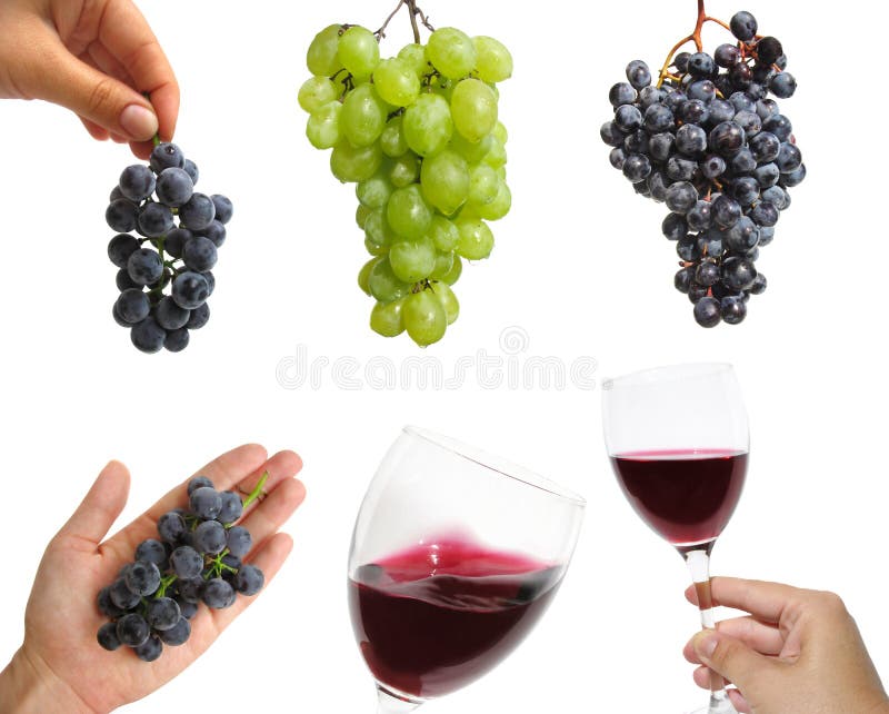 Winogrona czerwone wino