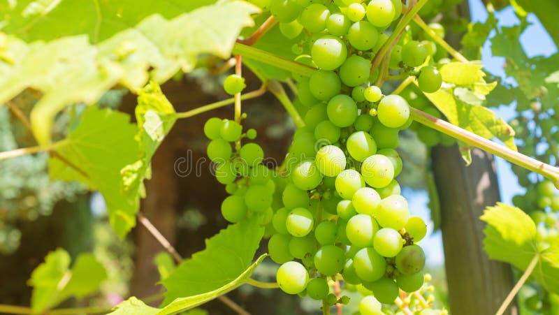 winogrona dojrzewa w winnicy obrazy stock winogrona dojrzewa w winnicy obrazy stock