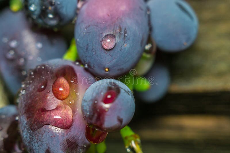 Winogrona i wod krople. Czarny makro- zakończenie winogrona z kroplami w ogródzie