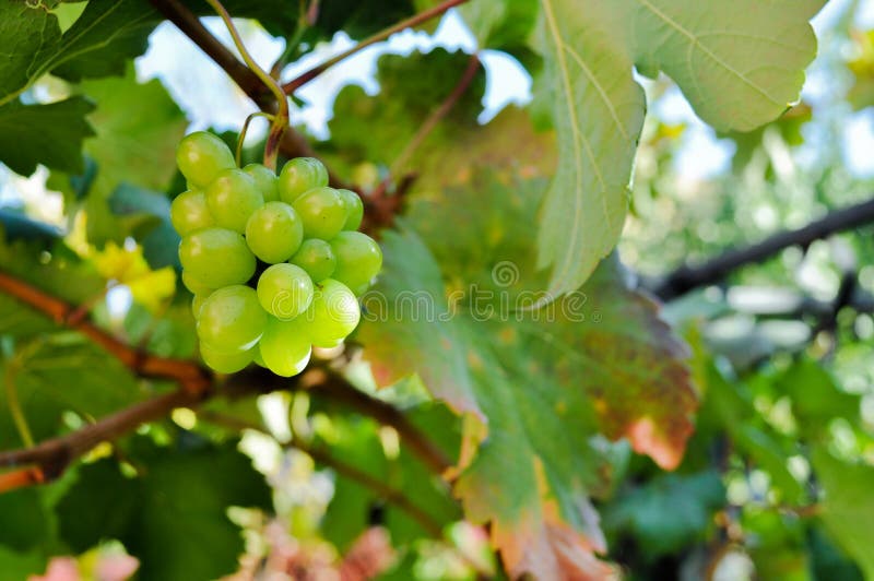 winogrona zbierają smakowitego wino fotografia stock winogrona zbierają smakowitego wino fotografia stock