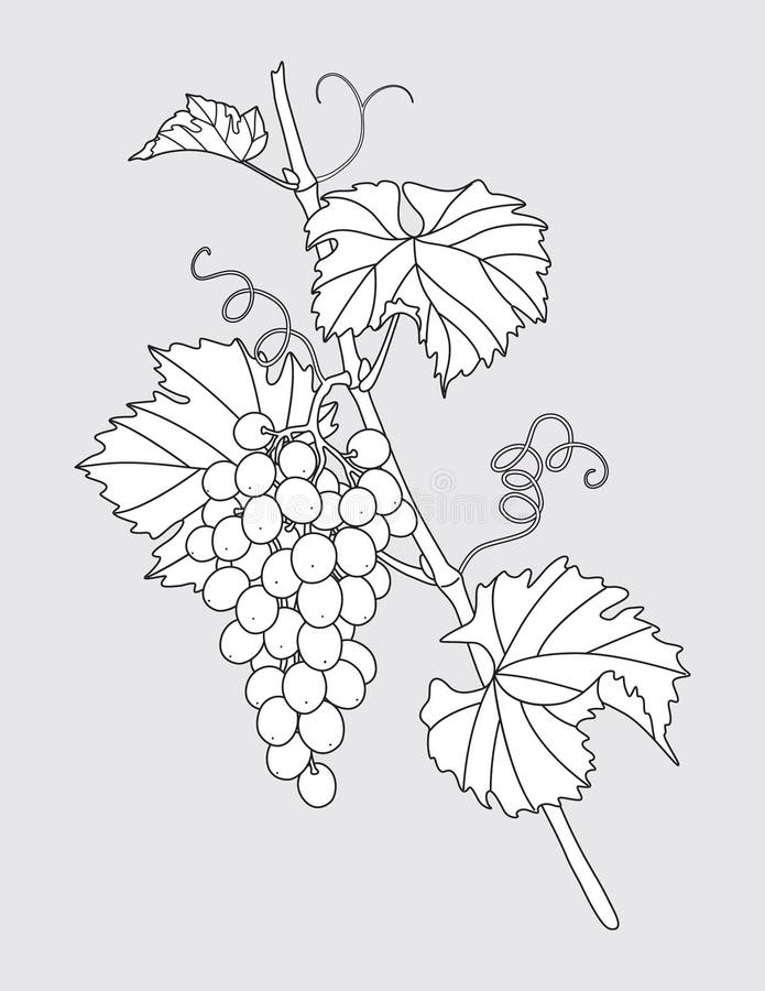 Winogrono nakreślone z kiścią winogronową ilustracja wektor