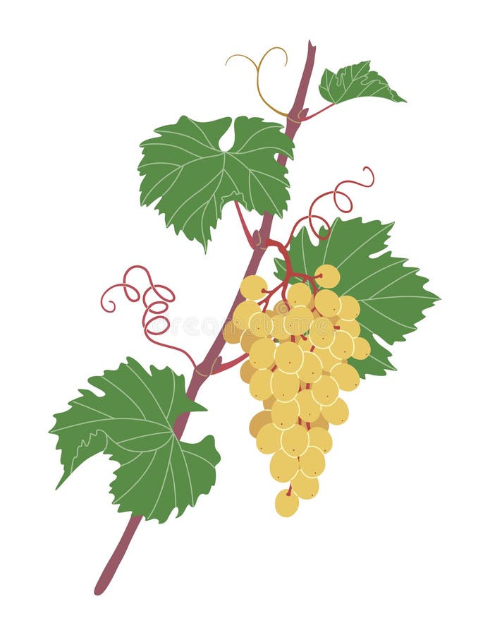 Winogrono proste z białą gronkiem winogronowym ilustracja wektor
