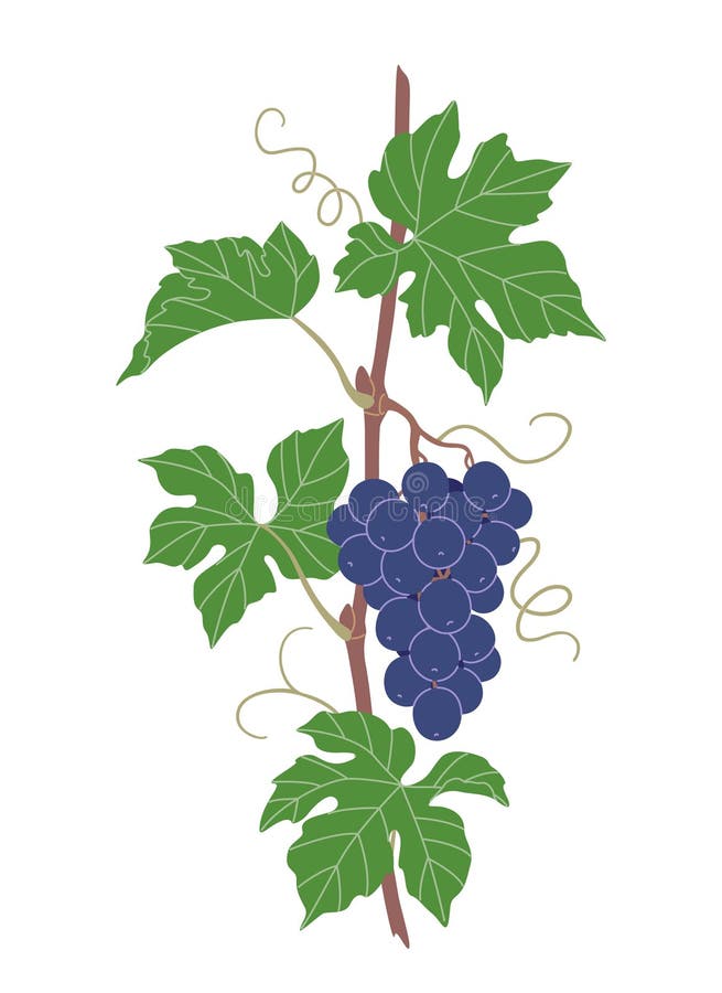 Winogrono proste z kiścią winogron niebieskich ilustracji