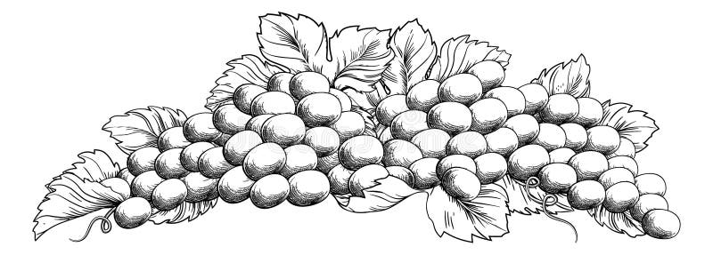 Winogrono wiązki winogradu I liścia Woodcut akwaforty styl royalty ilustracja