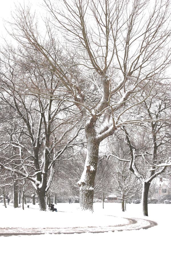 Squirrel Winter Home stock photo. Image of treehouse, animal 1941120