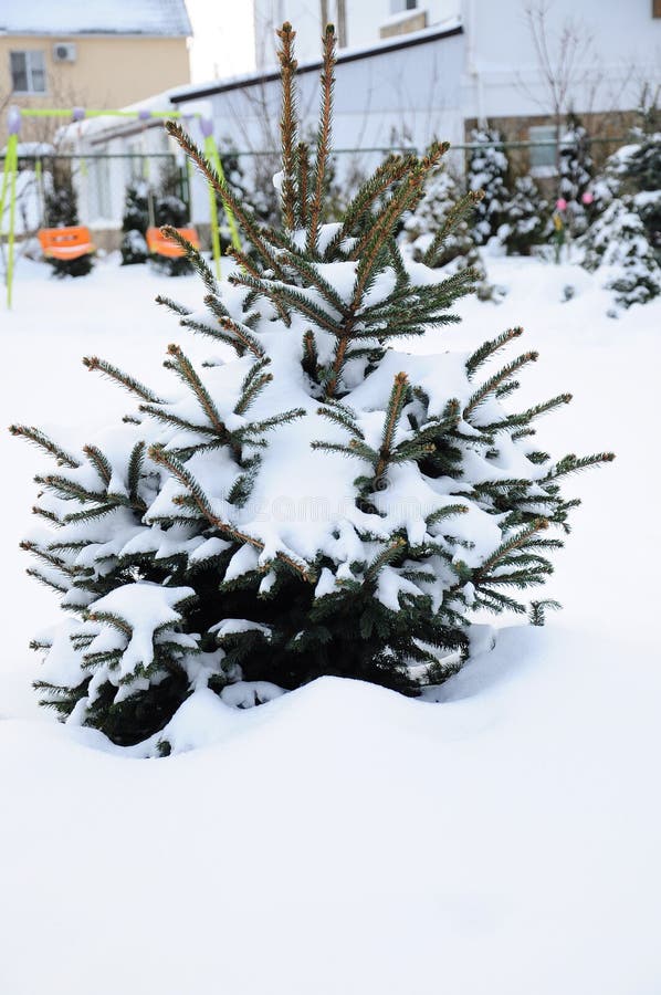 Winter royalty free stock photos