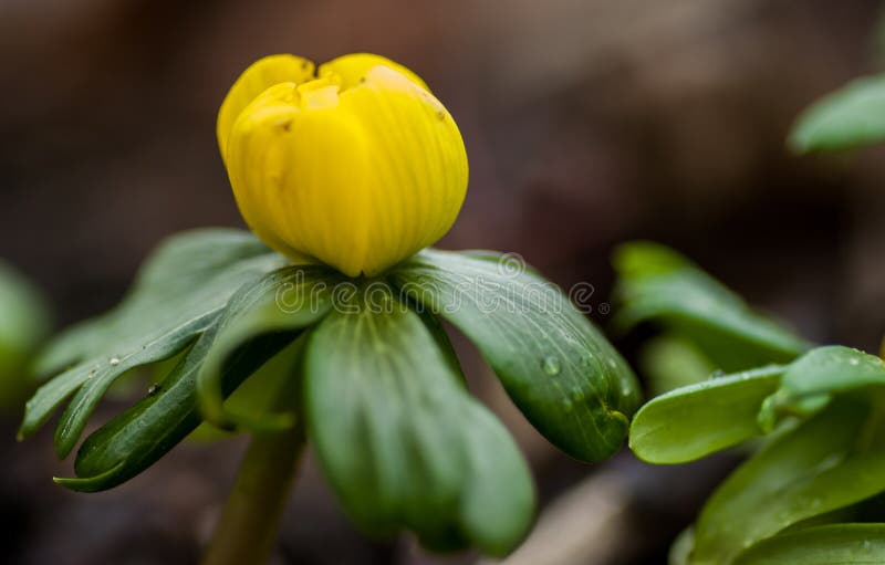 Winter aconite in flower stock image. Image of mass, city - 65875947