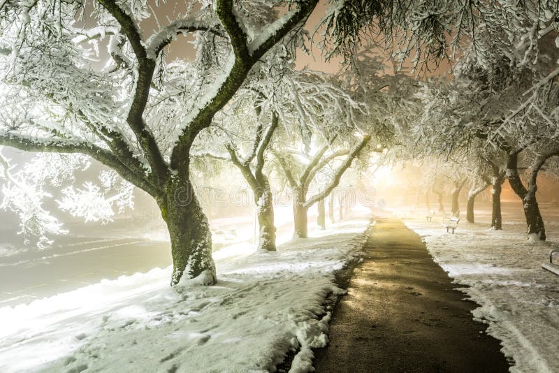 Winter alley in park and shining lanterns. Night shot. Winter wonderland