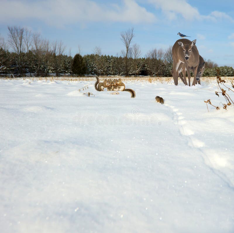 Winter animals gathering. stock image. Image of december 36416265