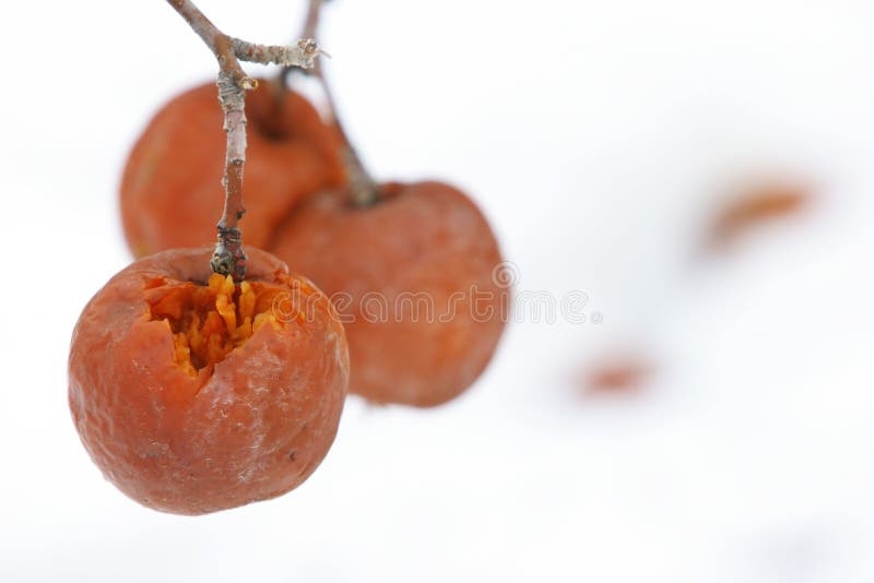 Winter apples stock photo. Image of apple, cold, snow 1709578