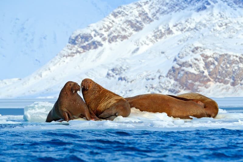 Winter Arctic landscape with big animal. Family on cold ice. Walrus, Odobenus rosmarus, stick out from blue water on white ice wit