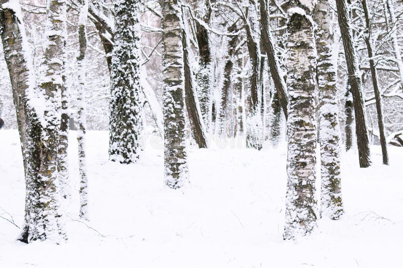 Winter background, photo trees in the forest and snow stock images