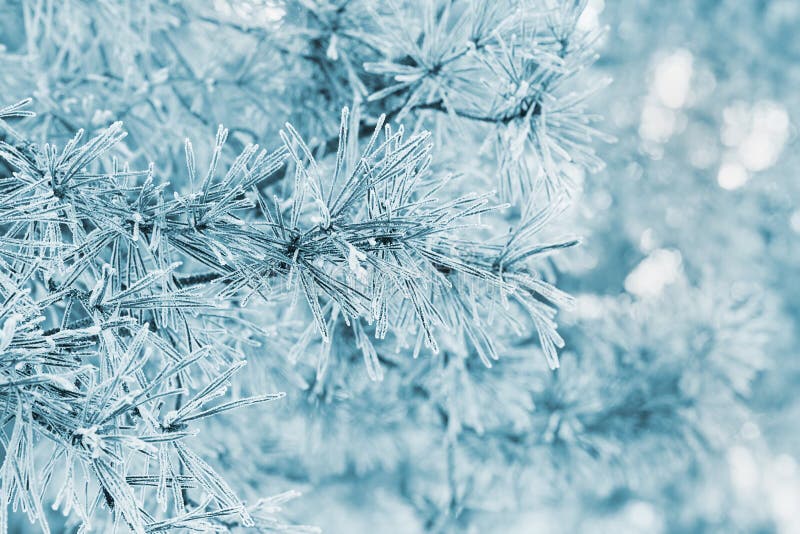 Winter background from pine tree covered with hoarfrost, frost or rime in a snowy forest royalty free stock images Winter background from pine tree covered with hoarfrost, frost or rime in a snowy forest royalty free stock images