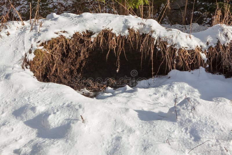 Winter bear lair stock image. Image of temperature, snow - 68453899