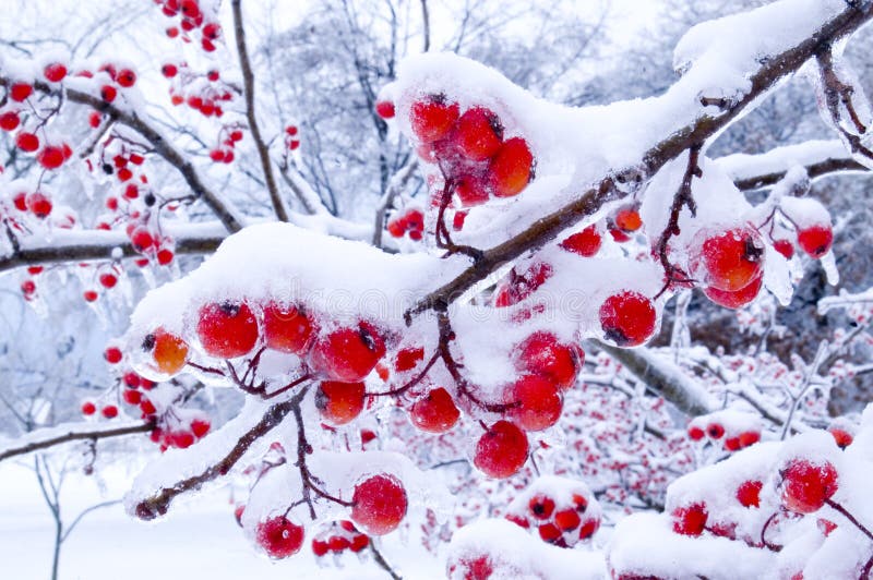 Winter Berries stock photo. Image of snow, cold, snowfall 1597992