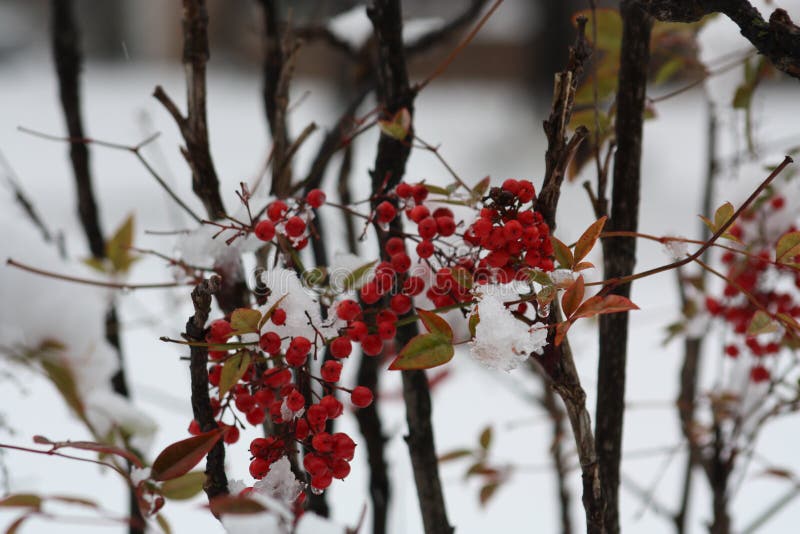 Winter Berry Bush royalty free stock photos Winter Berry Bush royalty free stock photos