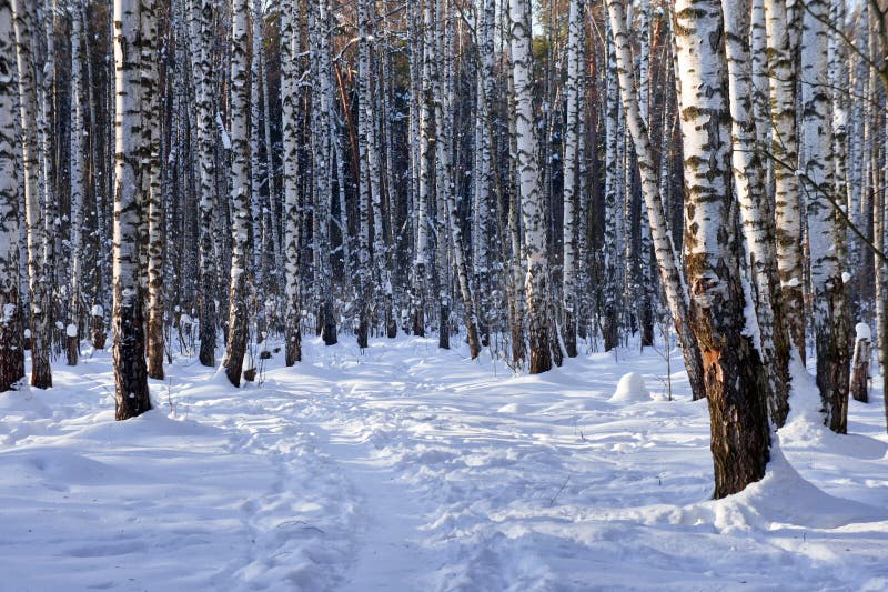 Winter birch grove stock photo Winter birch grove stock photo
