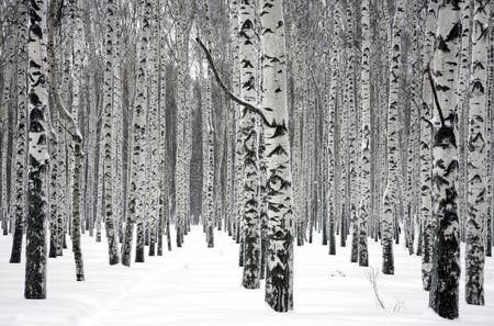 31,473 Winter Birch Trees Stock Photos - Free & Royalty-Free Stock ...