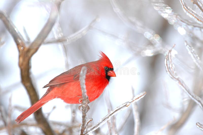 Winter Bird