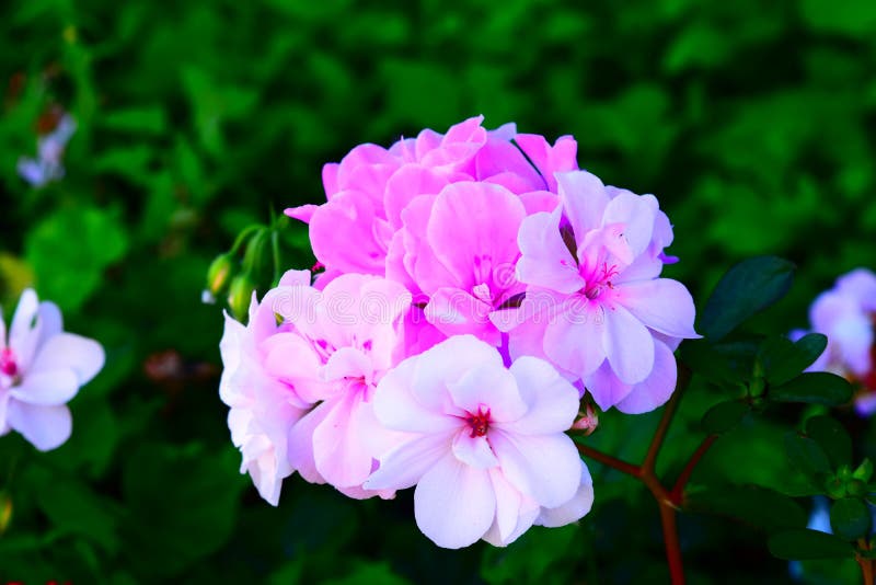 Winter Bloom stock image. Image of perching, americas 83500907
