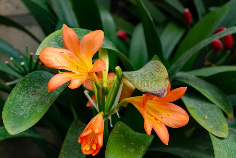 Winterblooming Yellow Flowers Indoor Plant Amaryllis Stock Photo