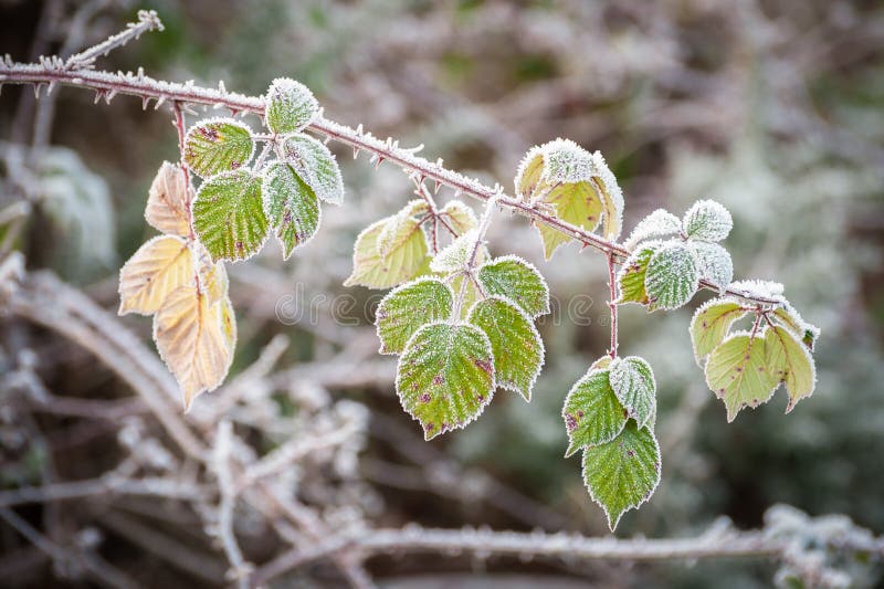 Winter brambles stock image. Image of stem, vegetation 28155785