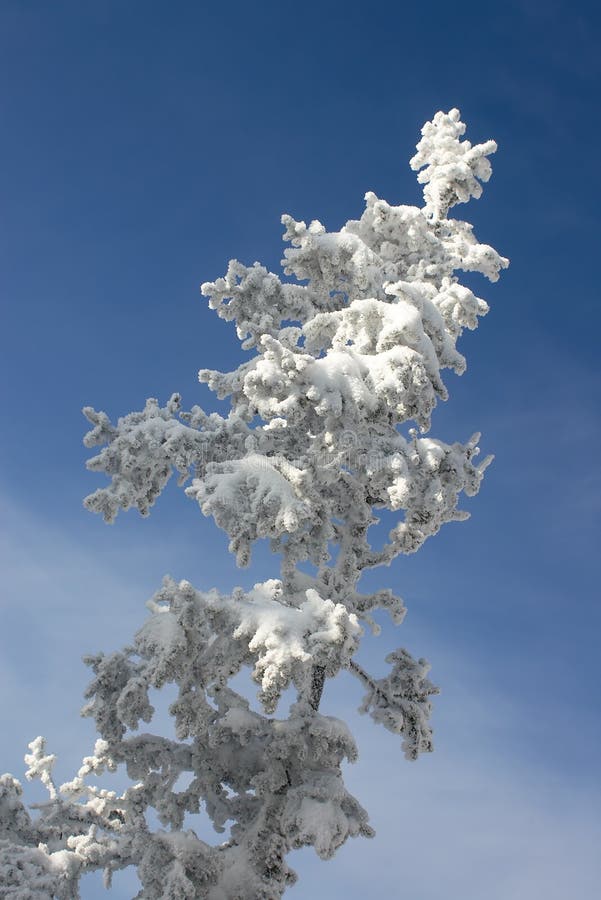 Winter branches with snow 2