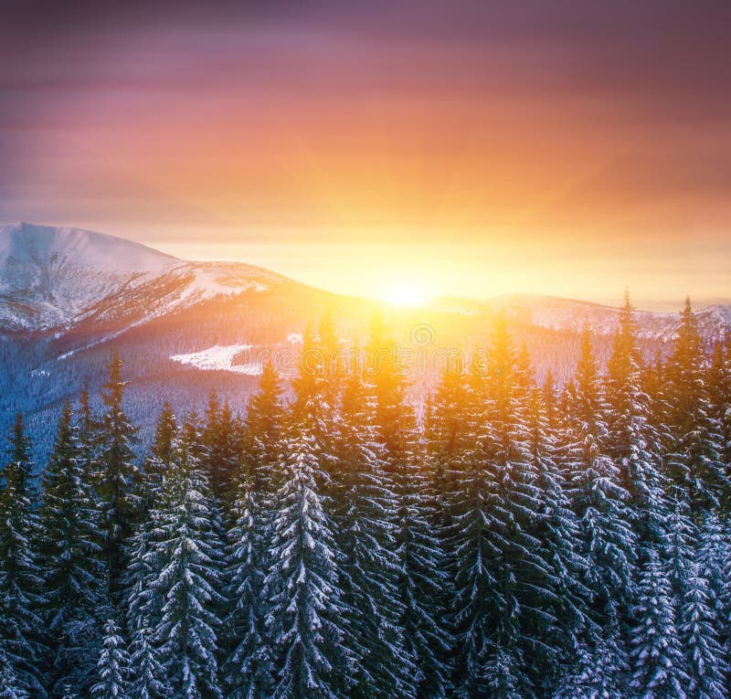 vertical  mountains winter landscape,  morning nature view  in mountains, Petros mount, Carpathians, Ukraine, Europe