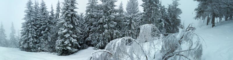 Winter in Carpathian Mountains