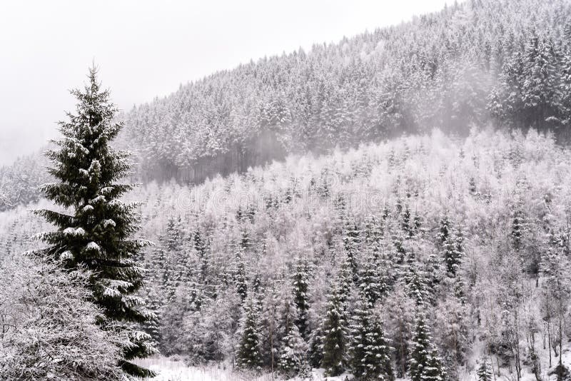 Winter in the carpathian mountains. Snowy landscape in the winter in the carpathian mountains in Poland stock photo Winter in the carpathian mountains. Snowy landscape in the winter in the carpathian mountains in Poland stock photo