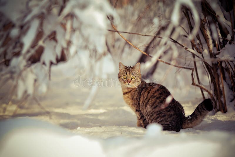 Cat In Winter A Coat 1 Stock Photo - Download Image Now - Winter