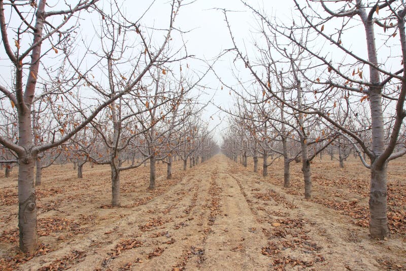 Winter cherry orchard stock photo. Image of field, garden 48351170