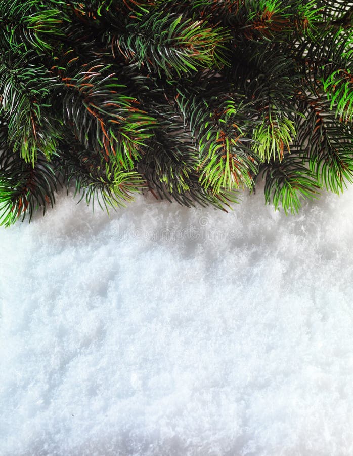 Winter Christmas background. Christmas boarder with fir tree branch with cones on the snow. Winter holidays concept.