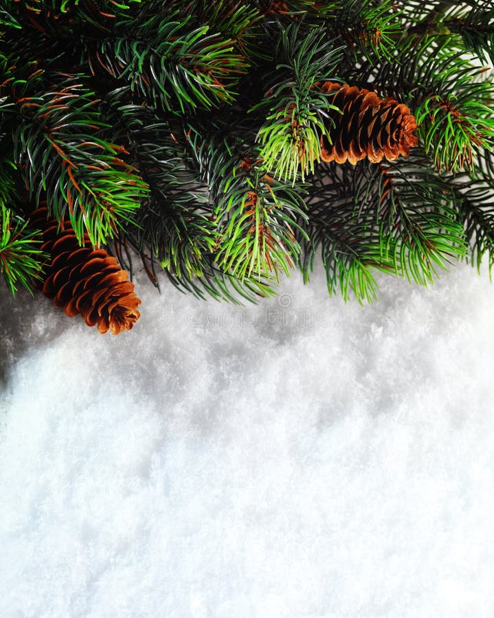 Winter Christmas background. Christmas boarder with fir tree branch with cones on the snow. Winter holidays concept.