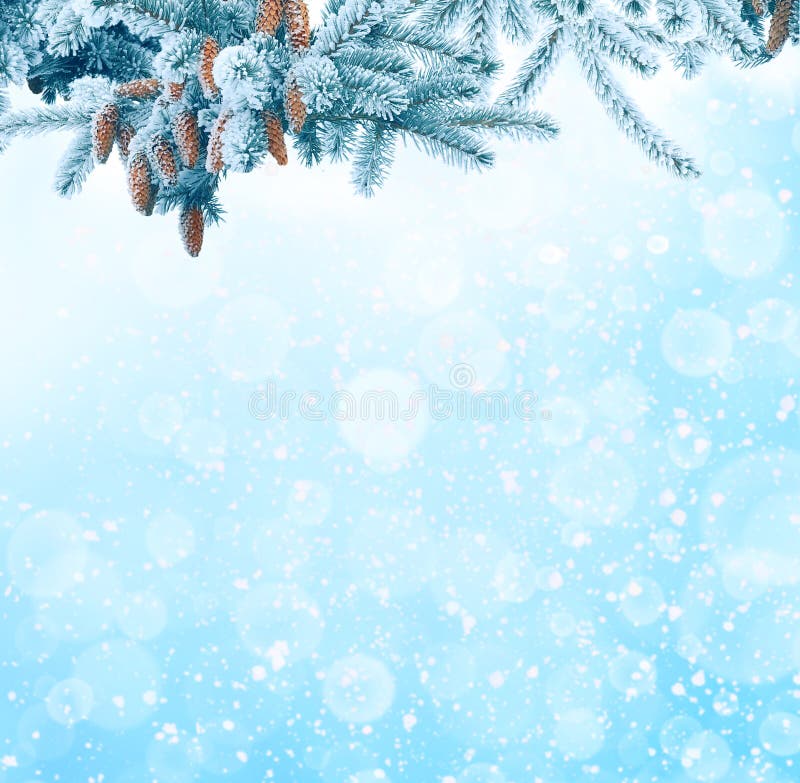 Winter Christmas background with fir tree branch