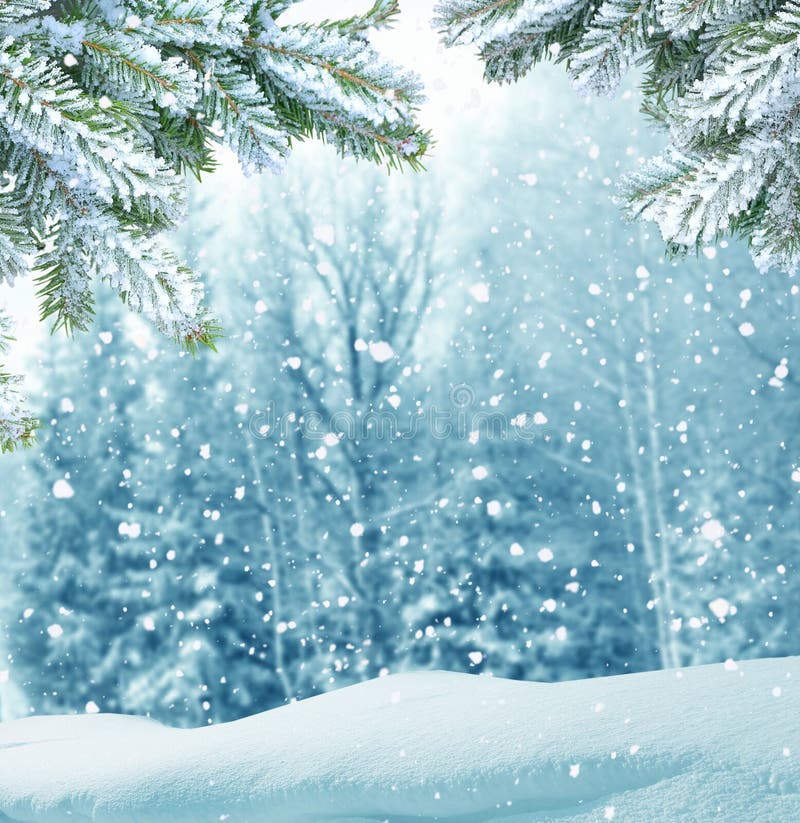 Winter Christmas background with fir tree branch royalty free stock image Winter Christmas background with fir tree branch royalty free stock image